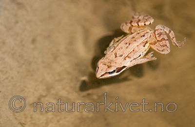 BB 11 0390 / Rana arvalis / Spissnutefrosk